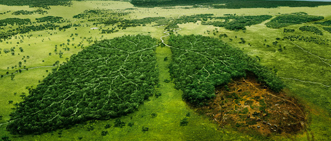forest-cut-down